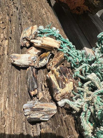Fossilized Equus Horse Teeth Fragments
