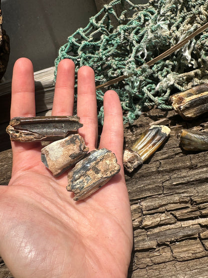 Fossilized Equus Horse Teeth Fragments