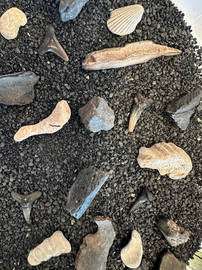 Mystery Fossil Dig Bottle