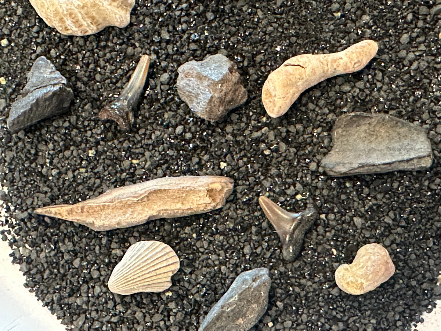 Mystery Fossil Dig Bottle