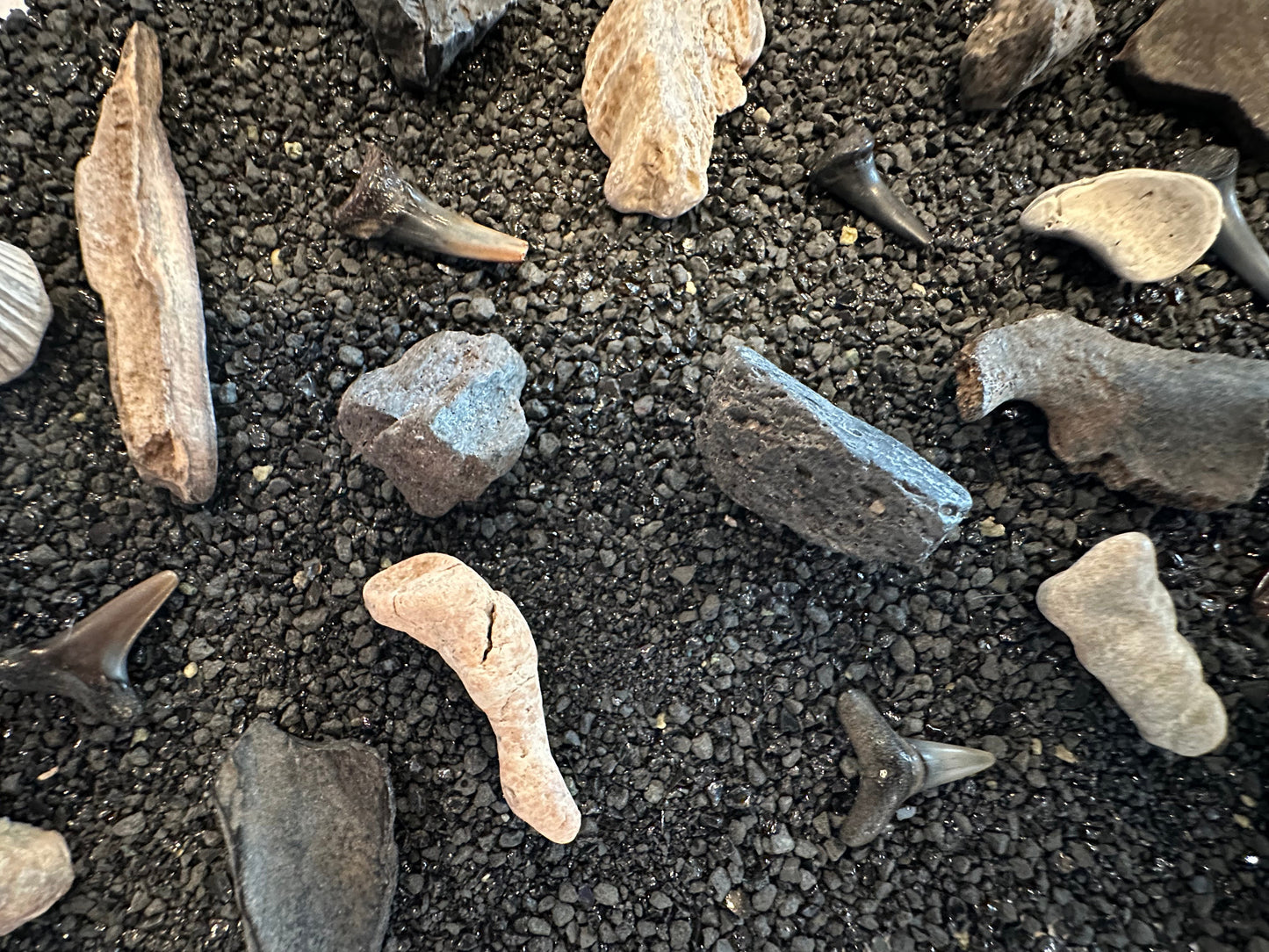 Mystery Fossil Dig Bottle