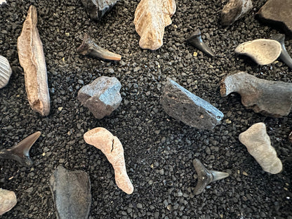 Mystery Fossil Dig Bottle