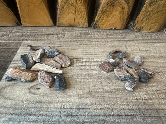 Fossilized Ray Mouth Plate Fragment