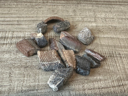 Fossilized Ray Mouth Plate Fragment