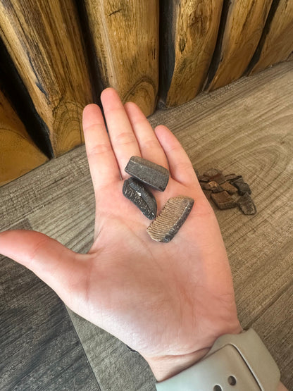 Fossilized Ray Mouth Plate Fragment