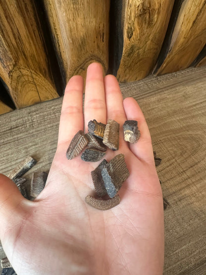 Fossilized Ray Mouth Plate Fragment