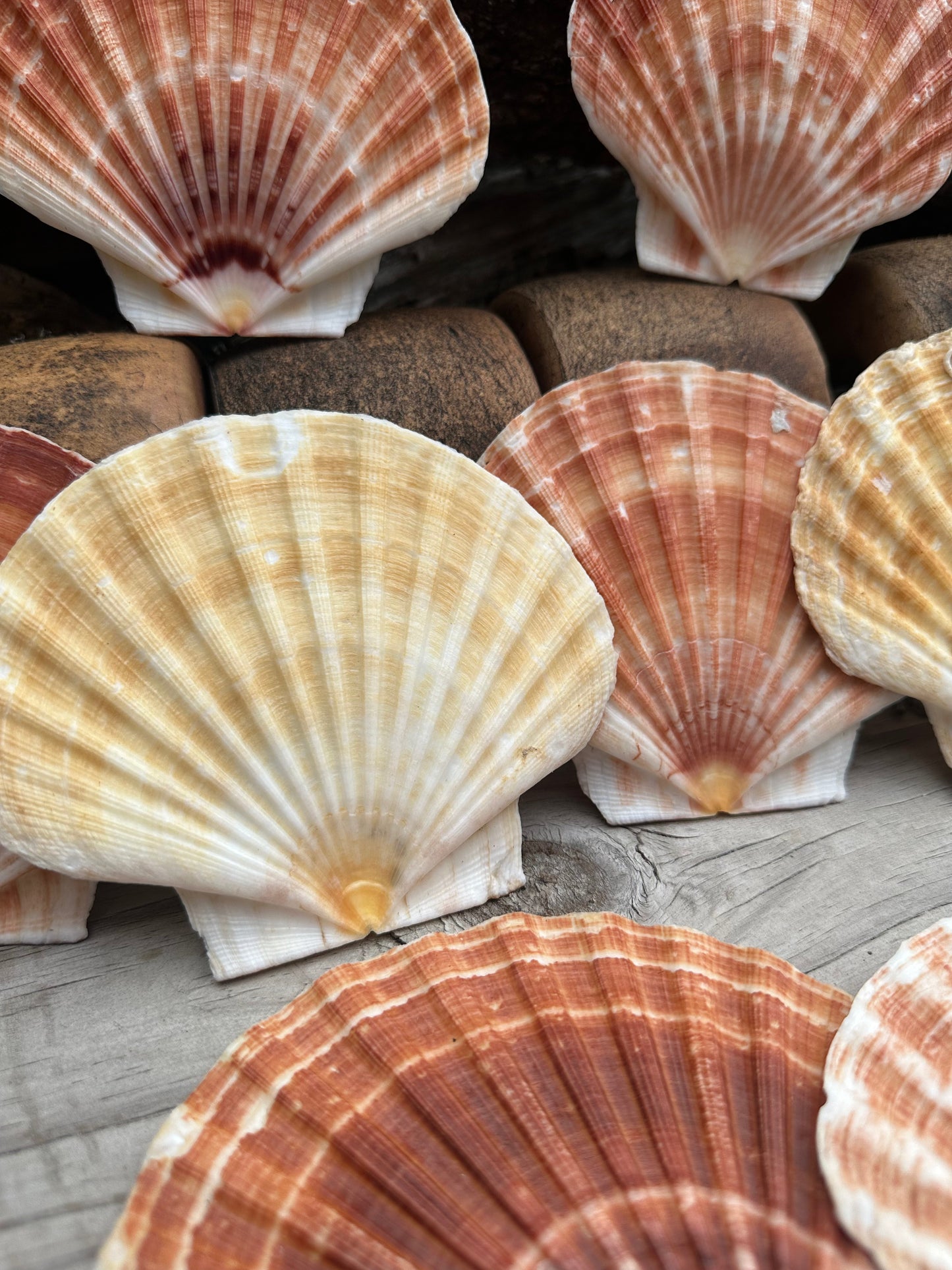 Beautiful Irish Flat Scallop Shells