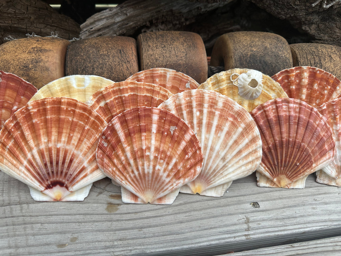Beautiful Irish Flat Scallop Shells