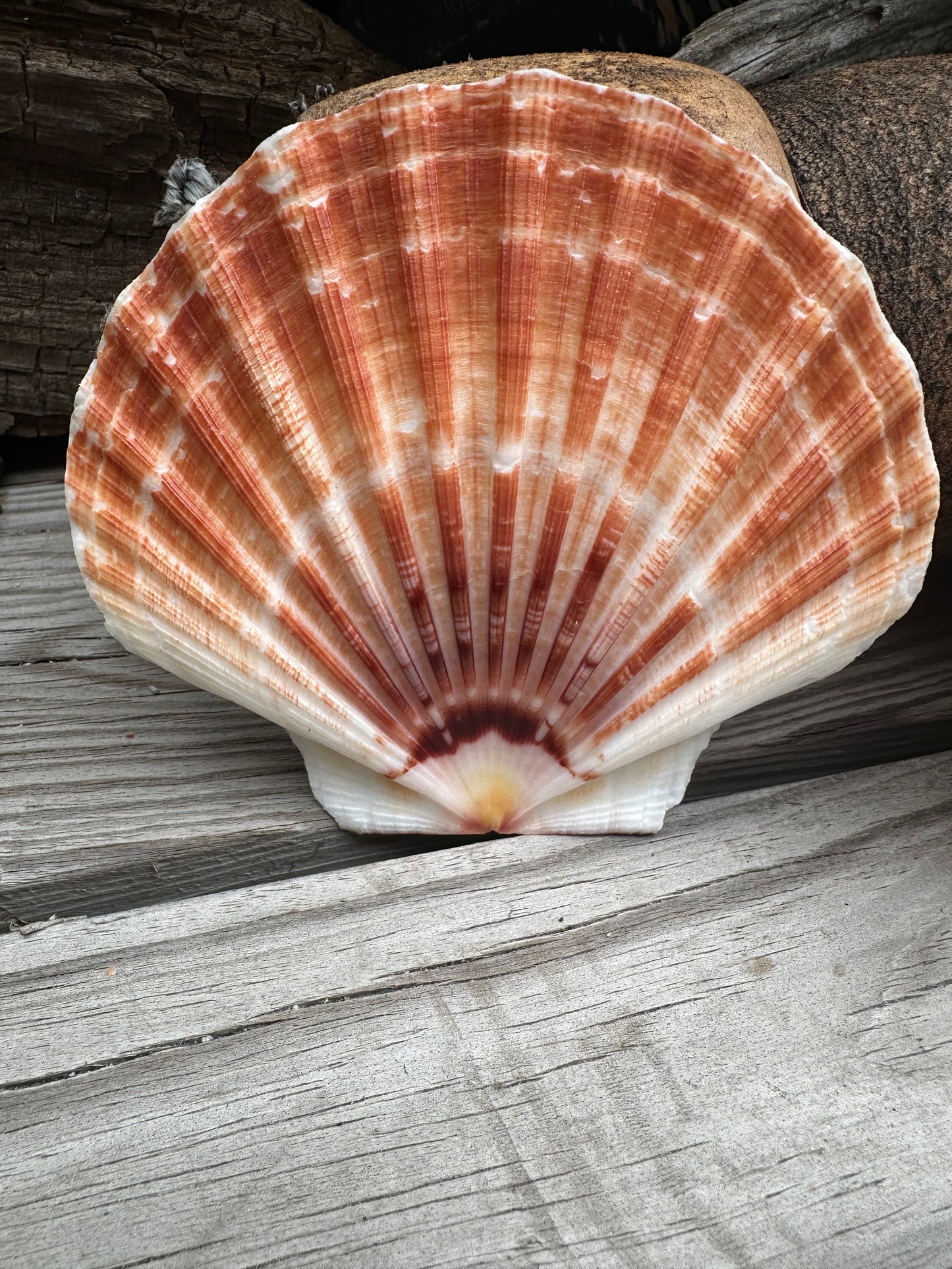 Beautiful Irish Flat Scallop Shells
