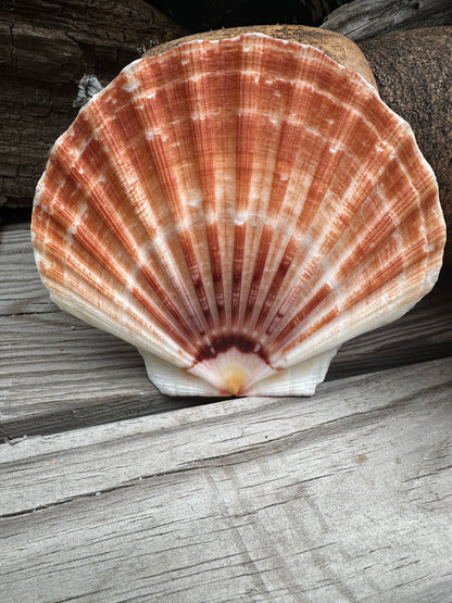 Beautiful Irish Flat Scallop Shells