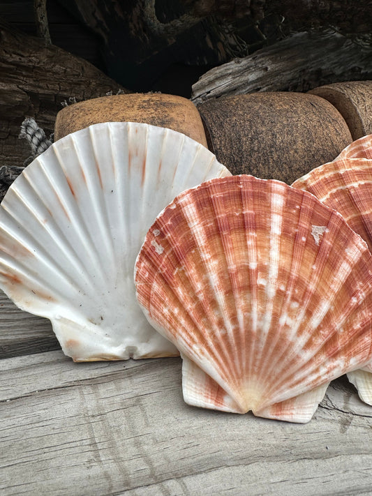 Beautiful Irish Flat Scallop Shells