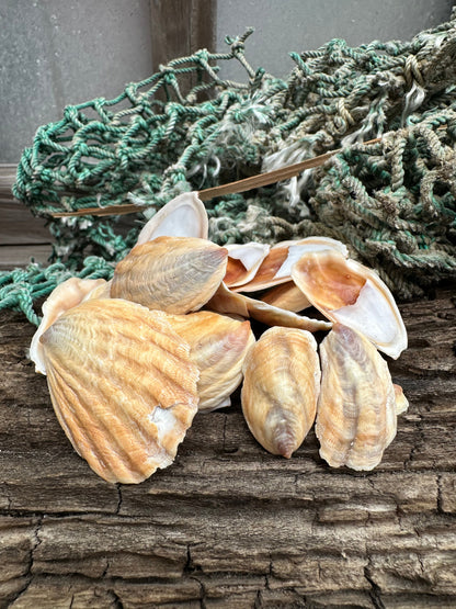 Onyx Slipper Snail - Crepidula onyx