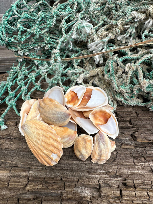 Onyx Slipper Snail - Crepidula onyx