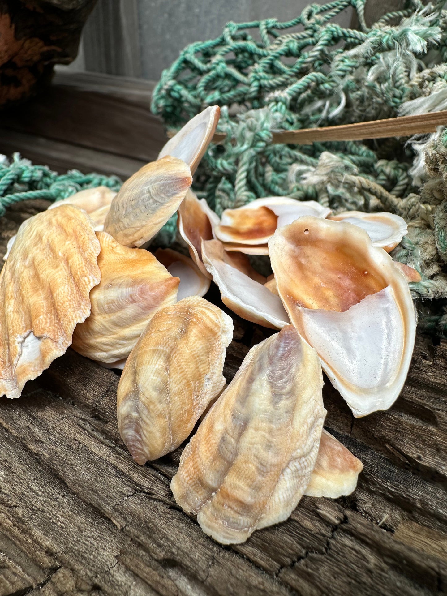 Onyx Slipper Snail - Crepidula onyx
