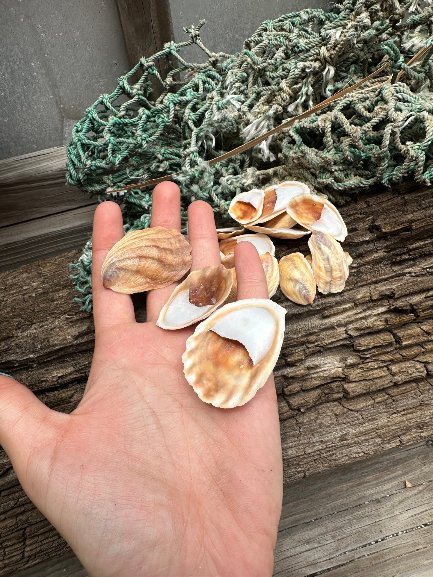 Onyx Slipper Snail - Crepidula onyx