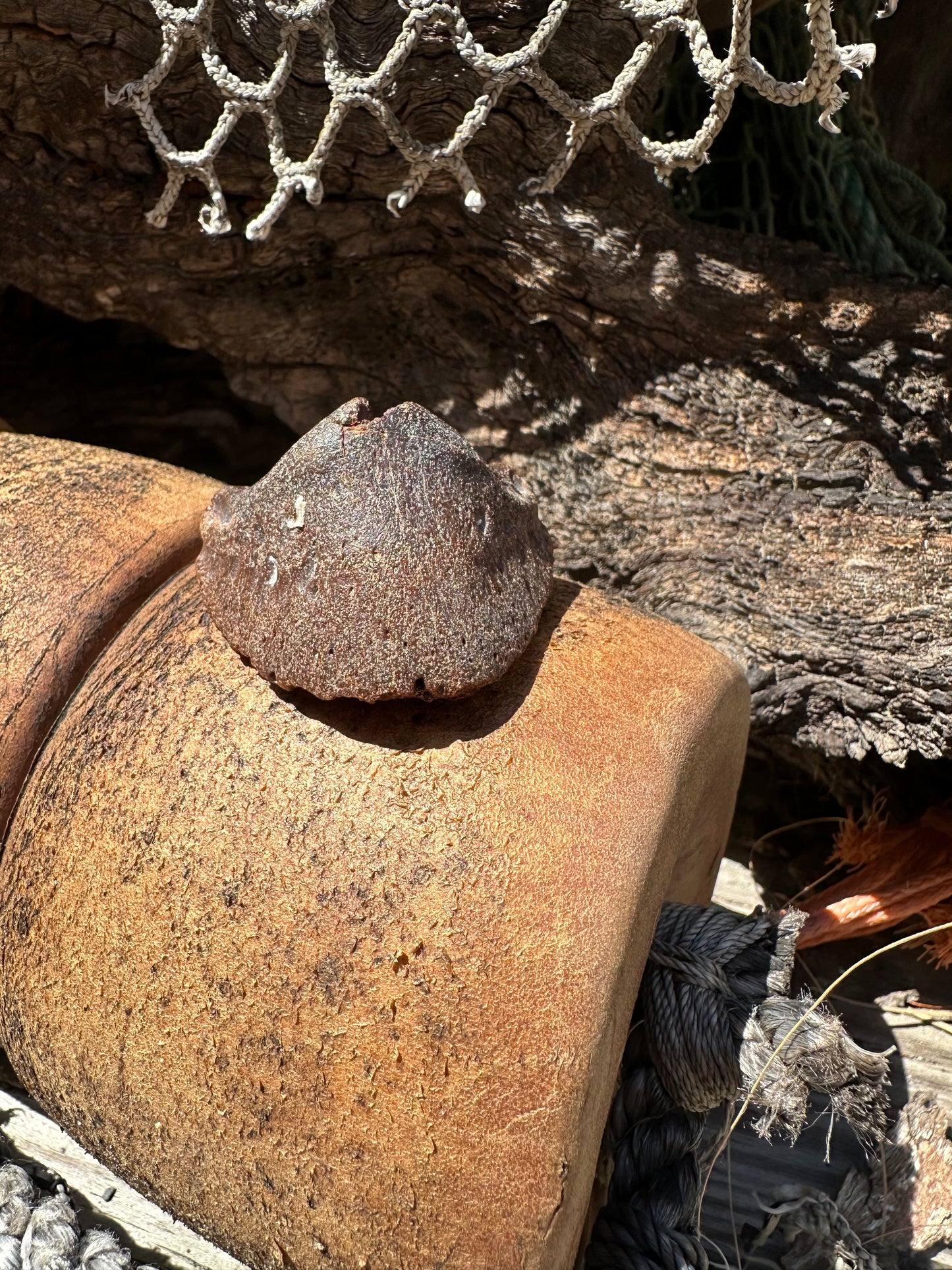 Fossilized Horse or Bison Hoof Core, Port Aransas, TX
