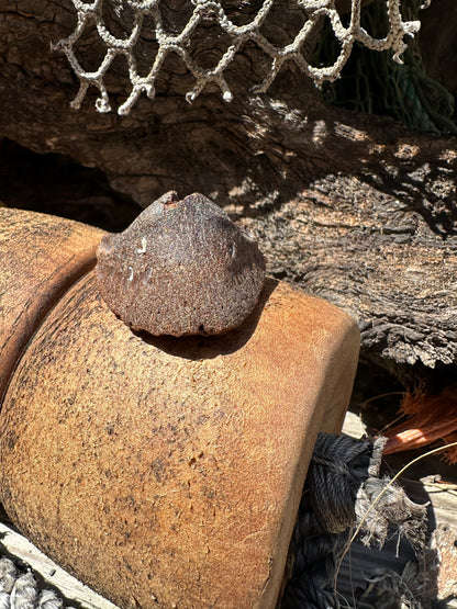 Fossilized Horse or Bison Hoof Core, Port Aransas, TX