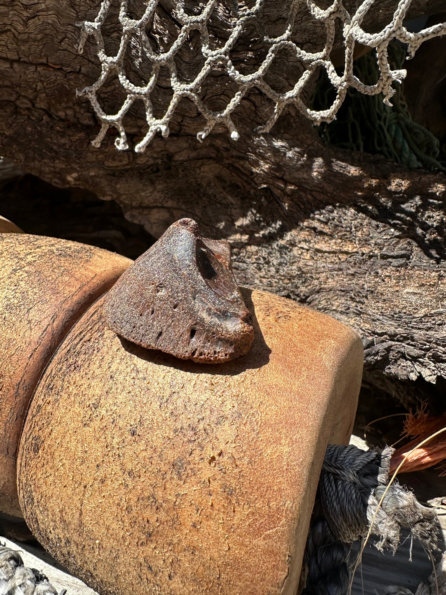 Fossilized Horse or Bison Hoof Core, Port Aransas, TX