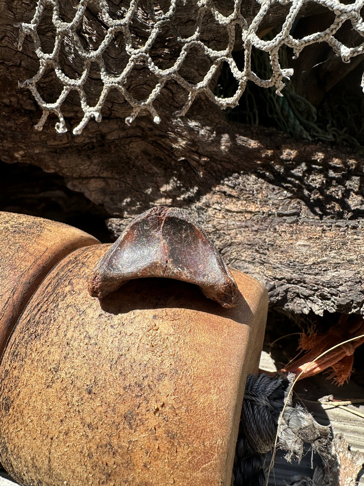 Fossilized Horse or Bison Hoof Core, Port Aransas, TX