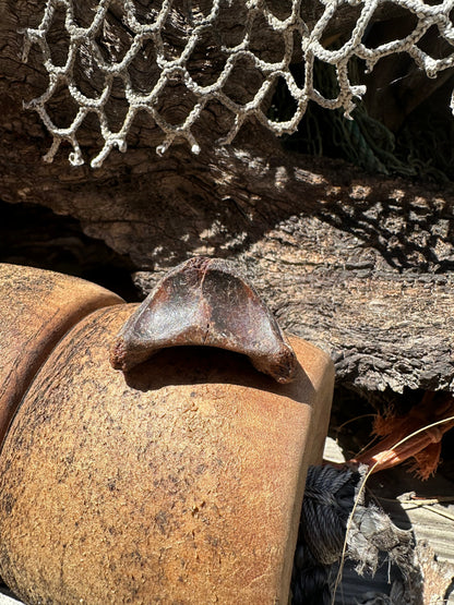 Fossilized Horse or Bison Hoof Core, Port Aransas, TX