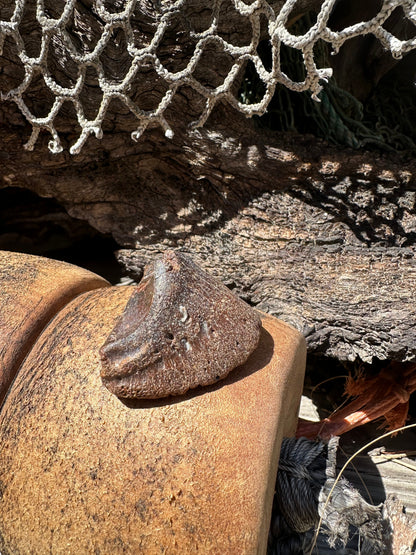 Fossilized Horse or Bison Hoof Core, Port Aransas, TX