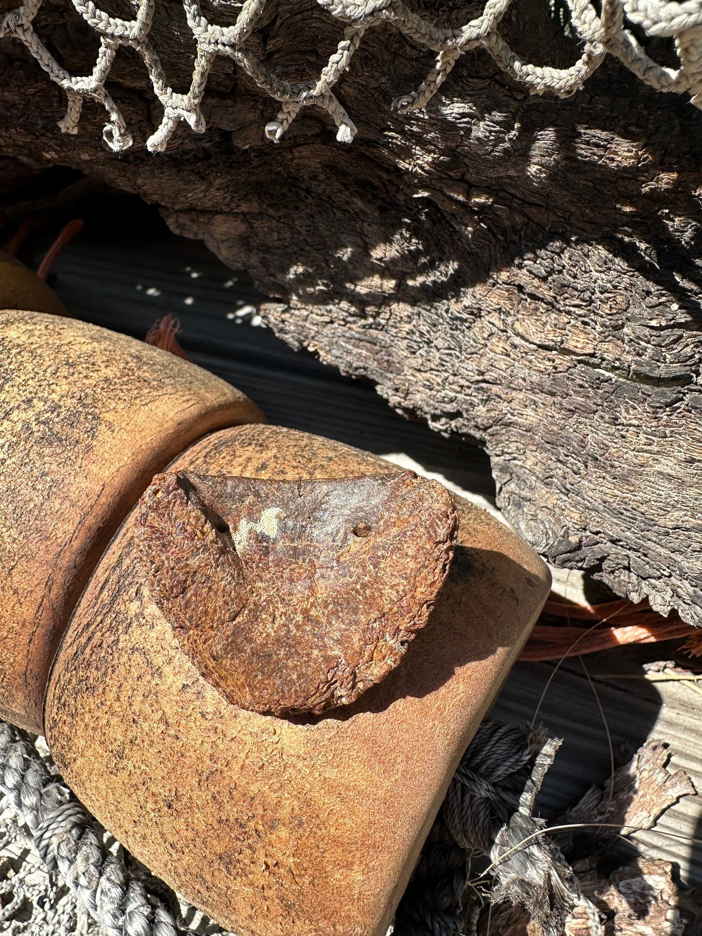 Fossilized Horse or Bison Hoof Core, Port Aransas, TX