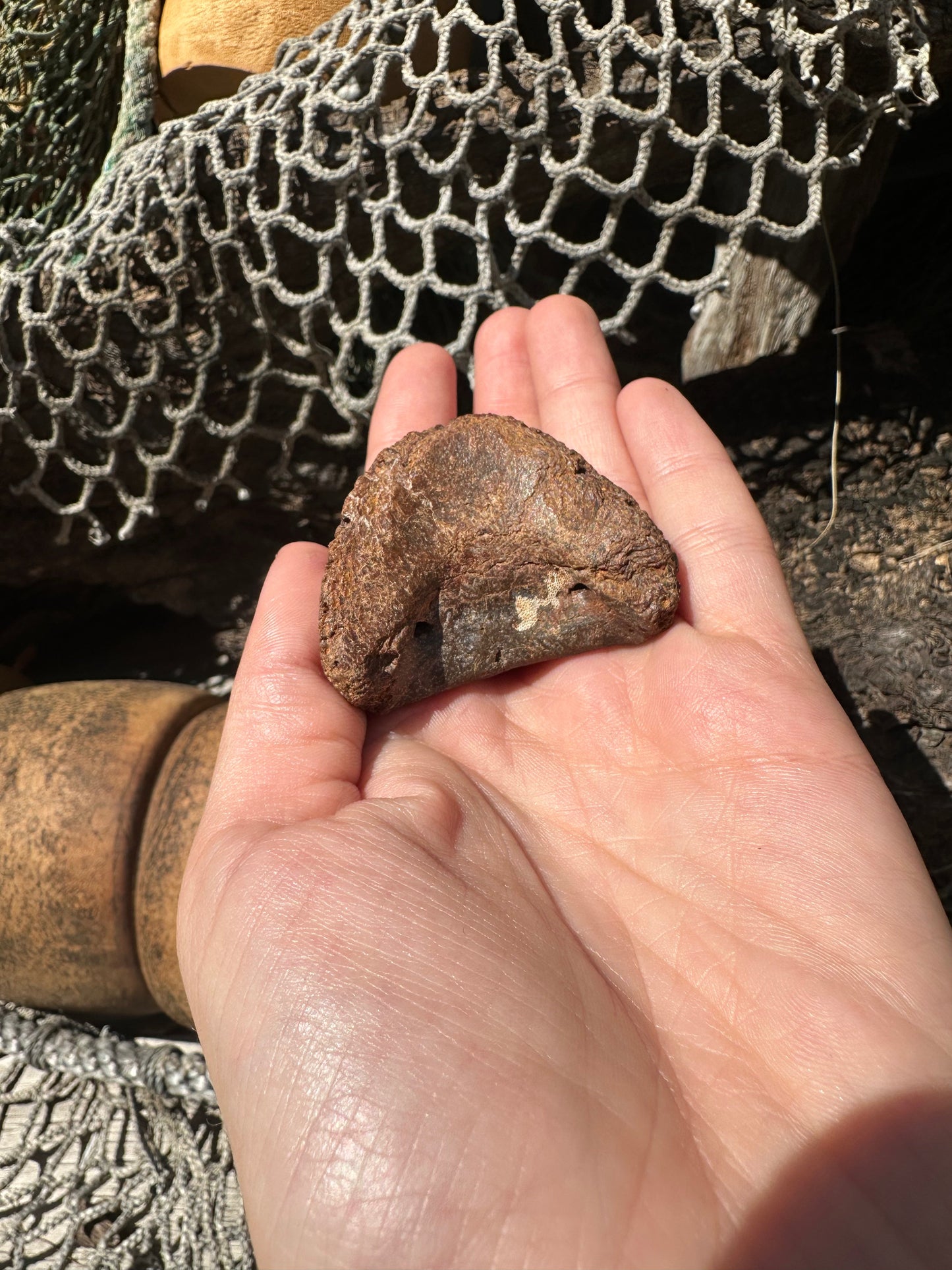 Fossilized Horse or Bison Hoof Core, Port Aransas, TX