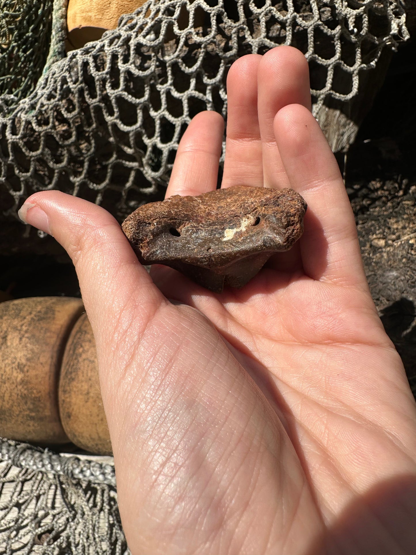 Fossilized Horse or Bison Hoof Core, Port Aransas, TX
