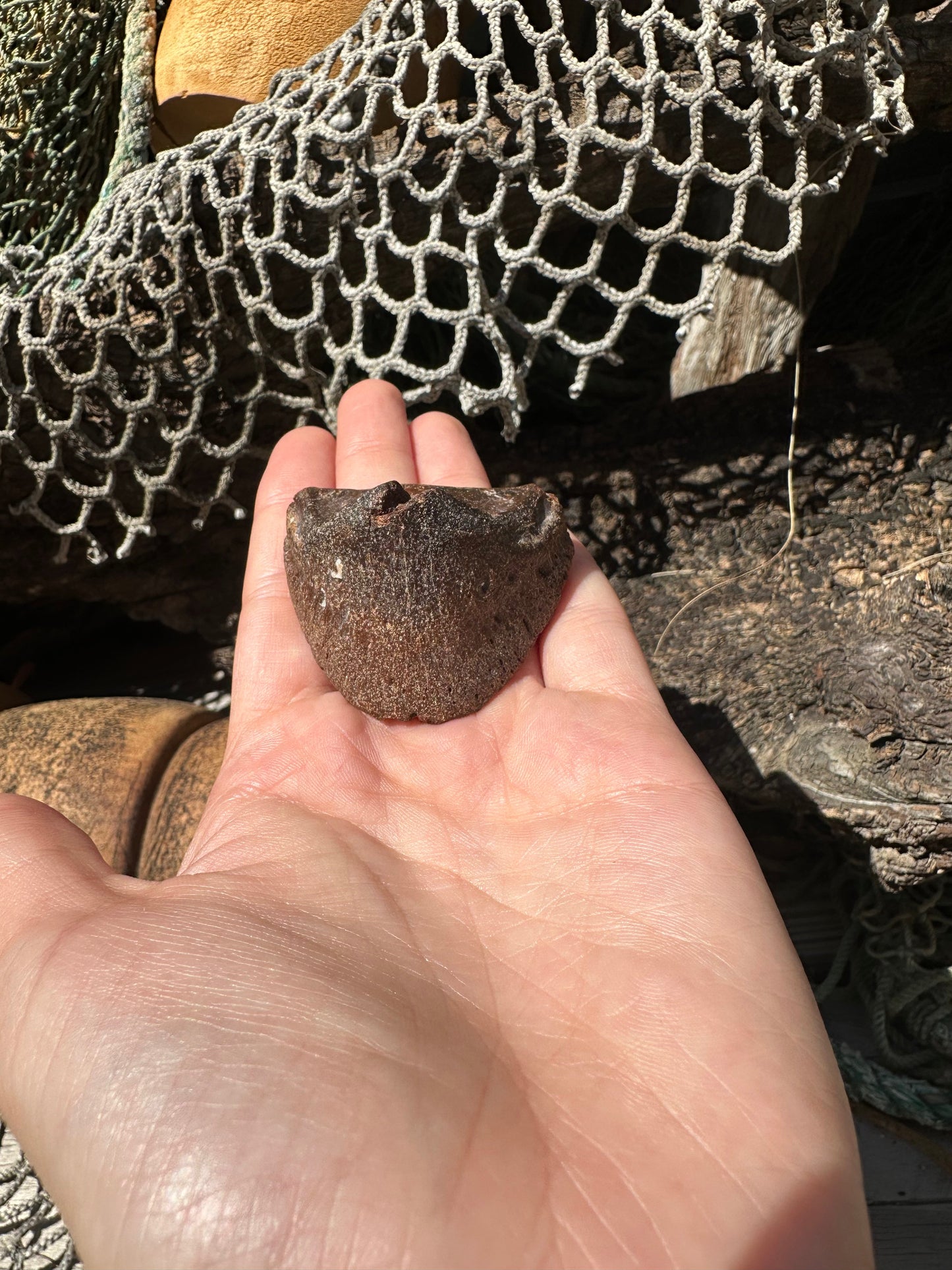 Fossilized Horse or Bison Hoof Core, Port Aransas, TX
