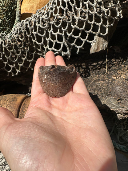 Fossilized Horse or Bison Hoof Core, Port Aransas, TX