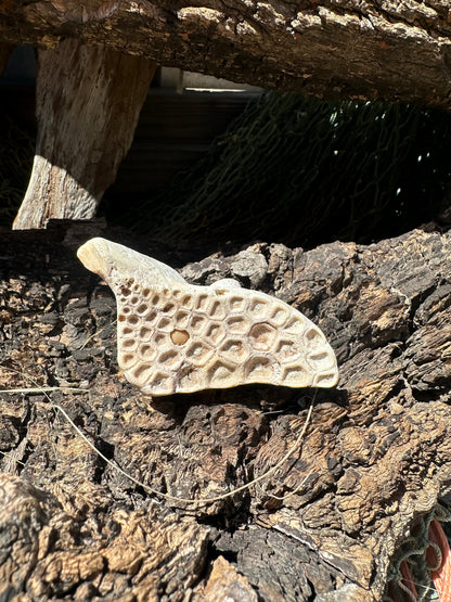 Fossilized Drum Mouth Plate