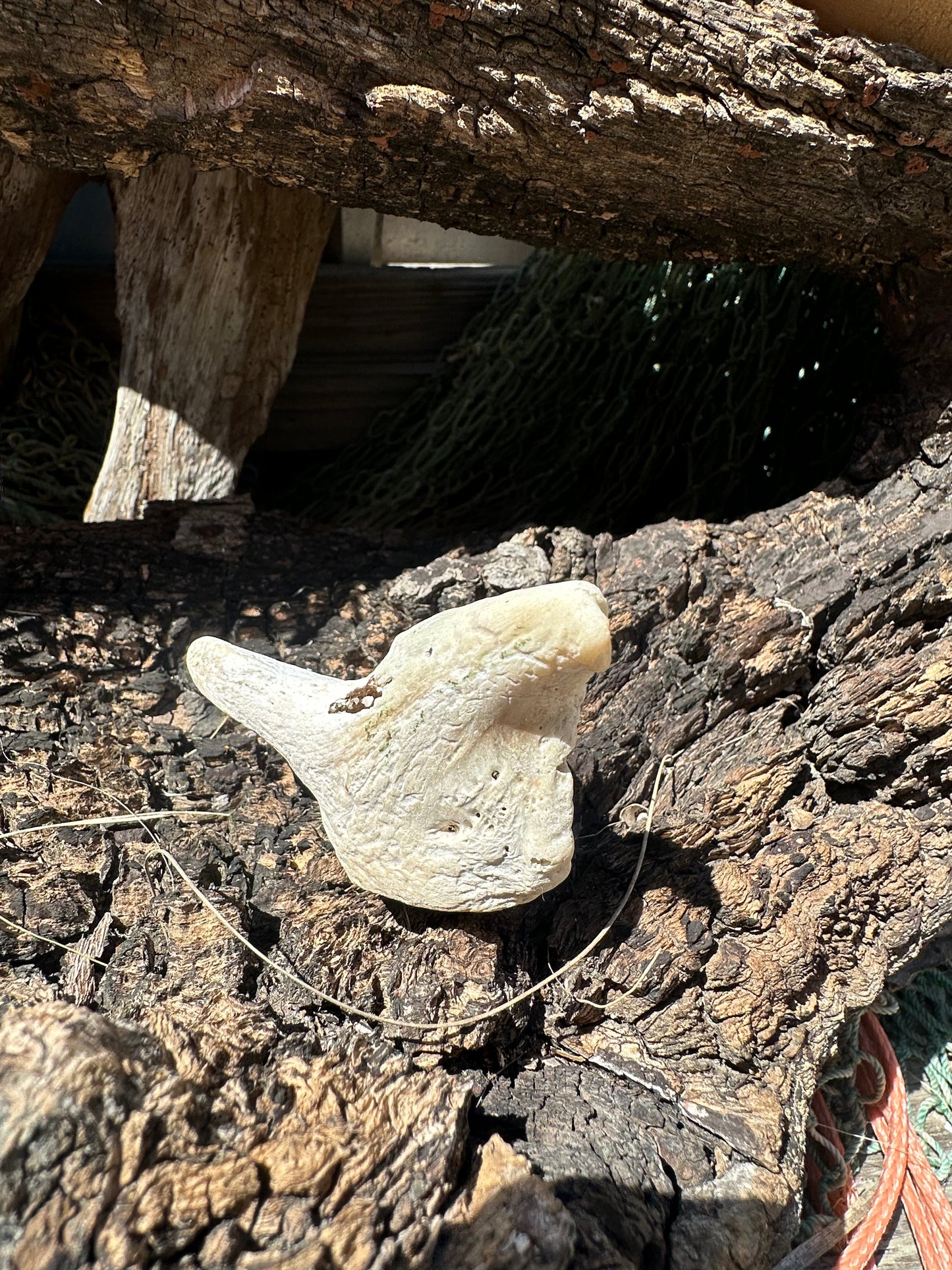 Fossilized Drum Mouth Plate