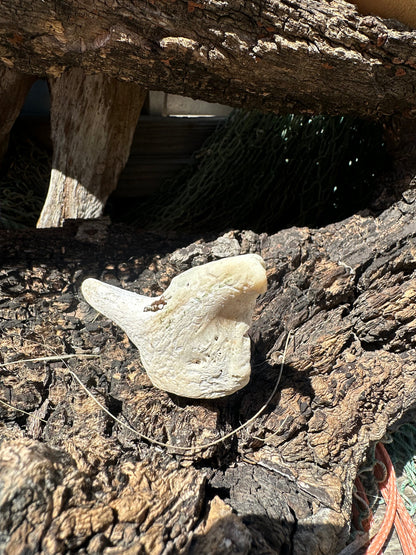 Fossilized Drum Mouth Plate