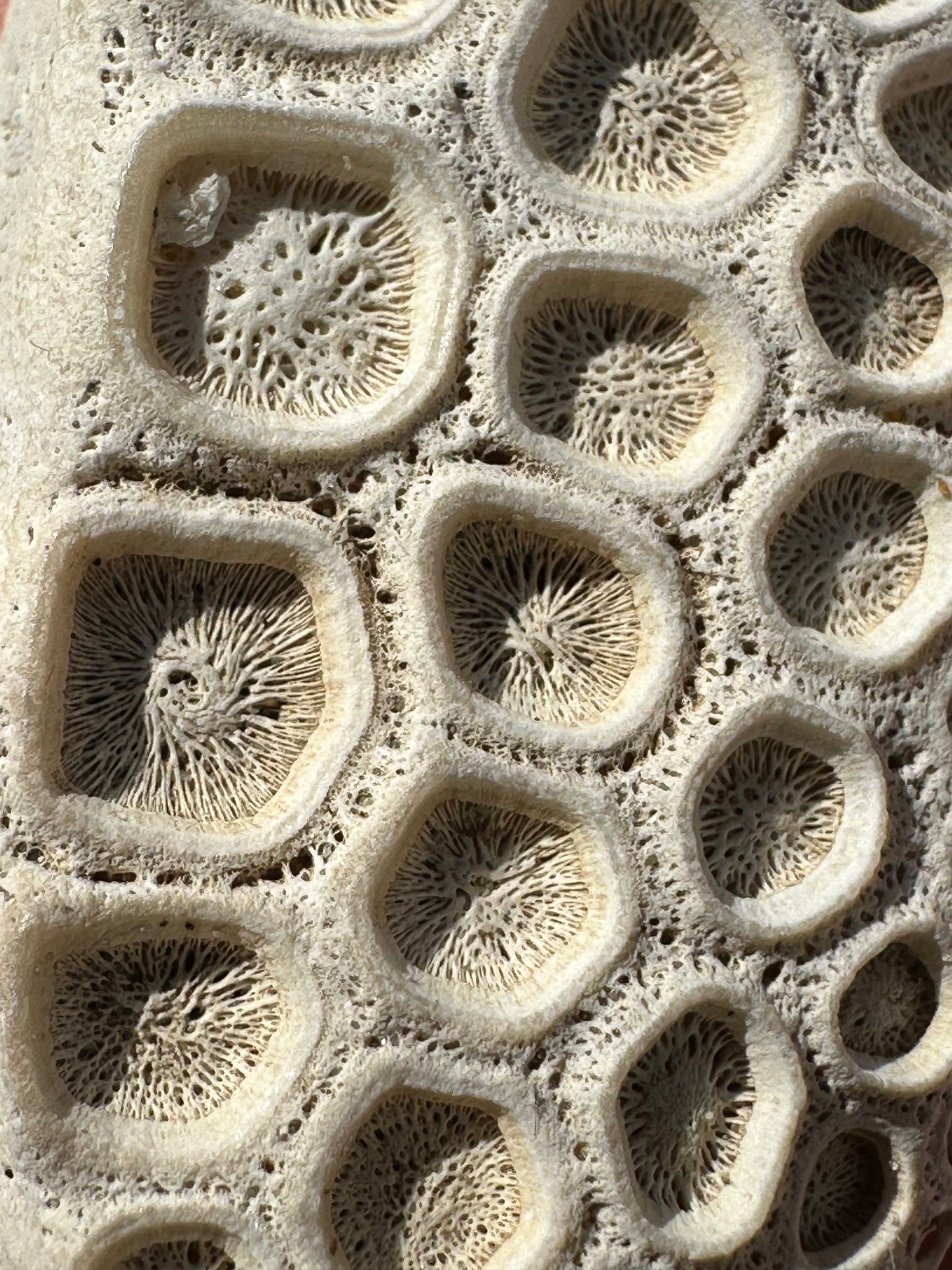 Fossilized Drum Mouth Plate with Display Case