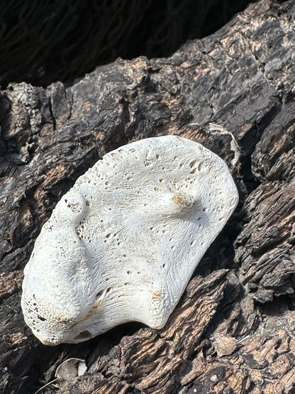 Fossilized Drum Mouth Plate with Display Case