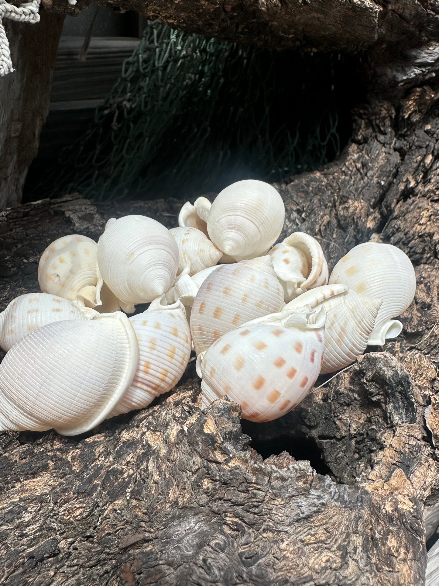 Assorted Bonnet Shell