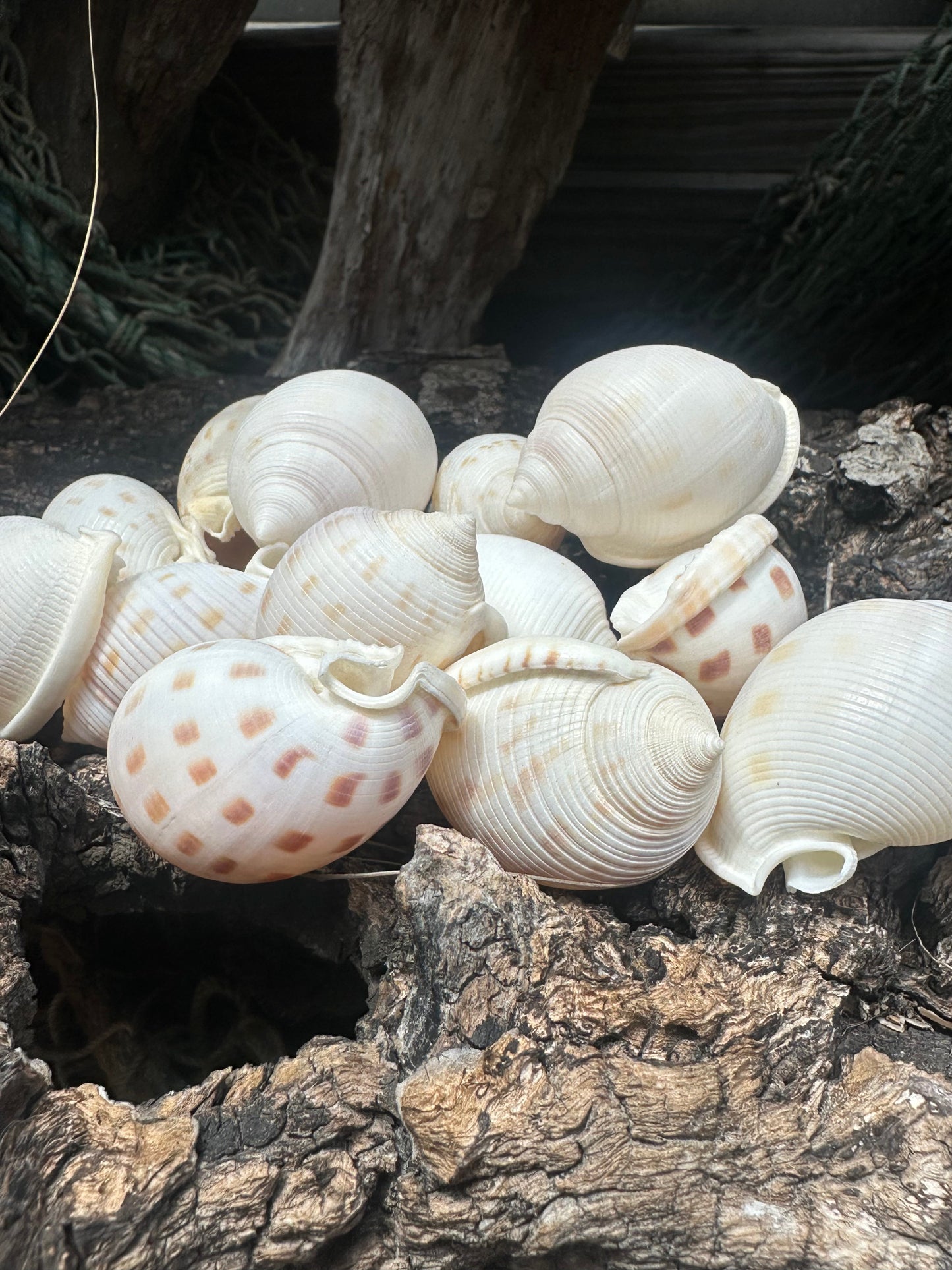 Assorted Bonnet Shell