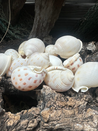 Assorted Bonnet Shell