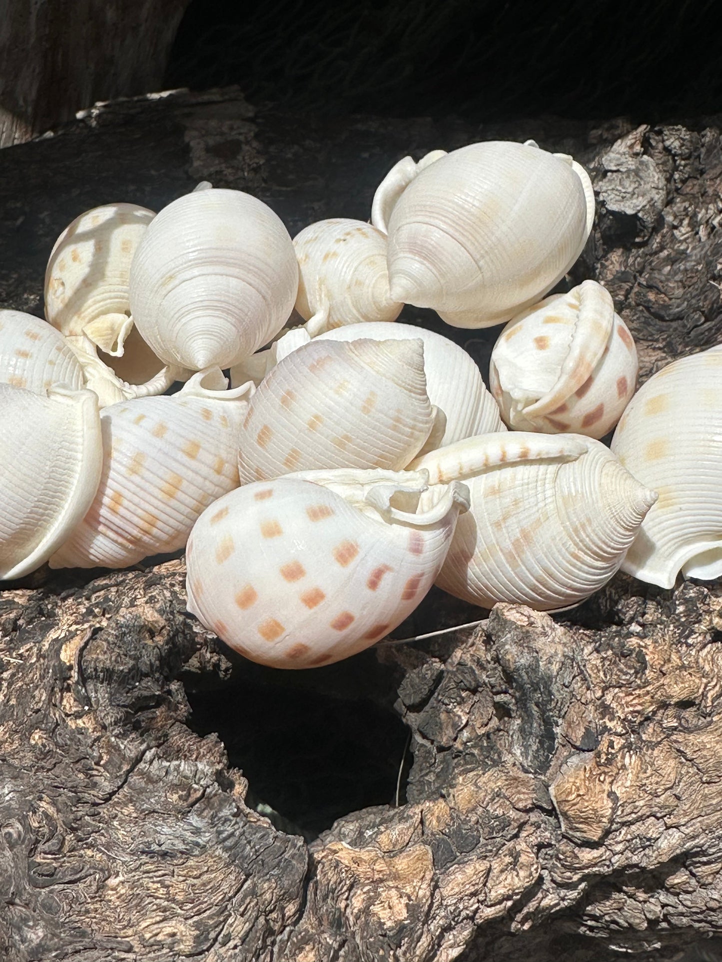 Assorted Bonnet Shell