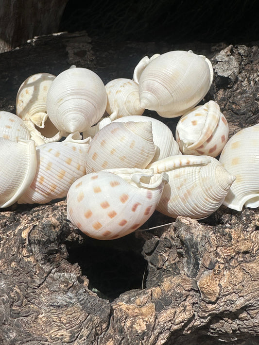 Assorted Bonnet Shell