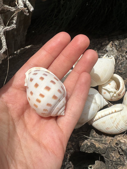 Assorted Bonnet Shell
