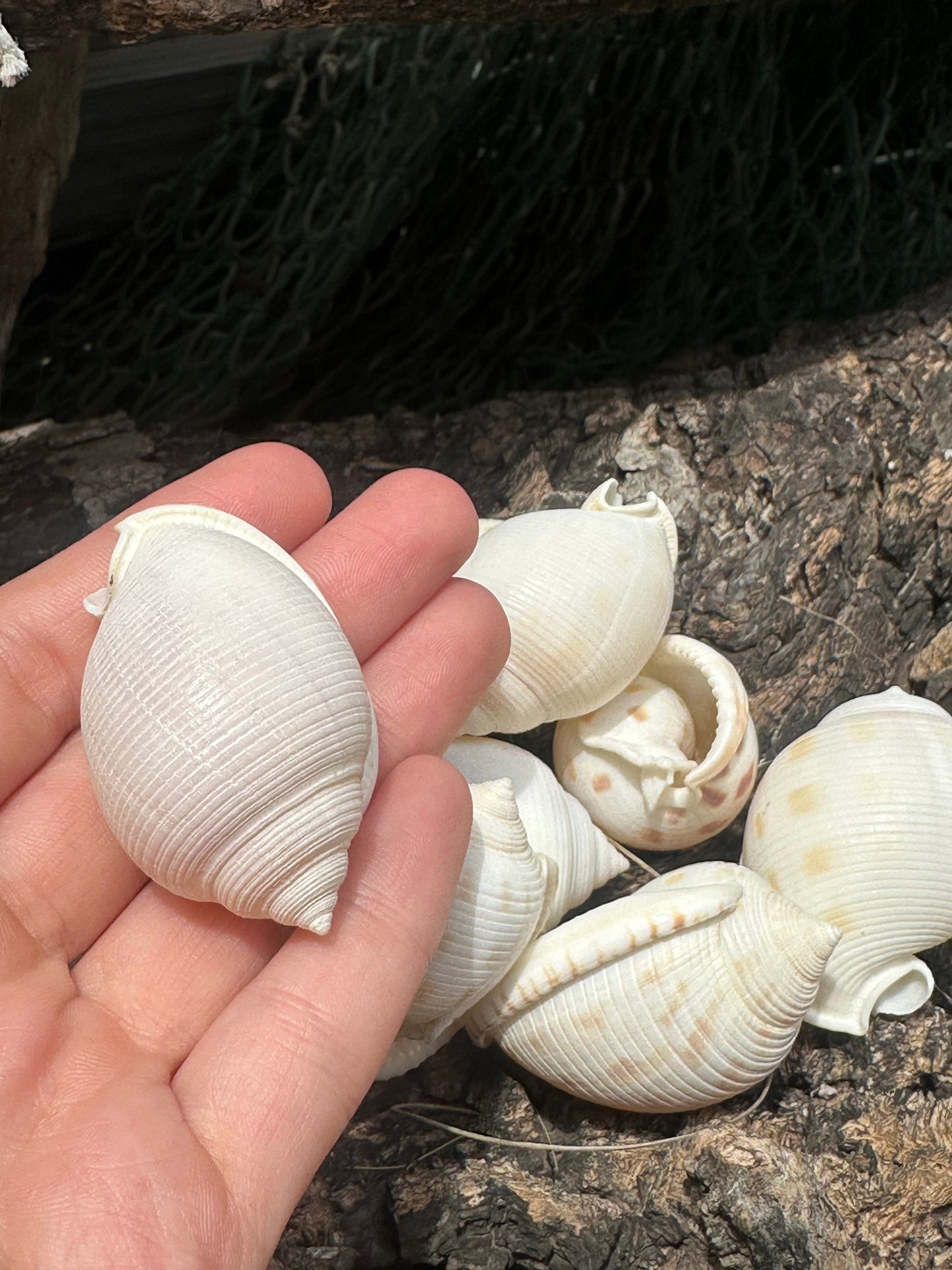 Assorted Bonnet Shell