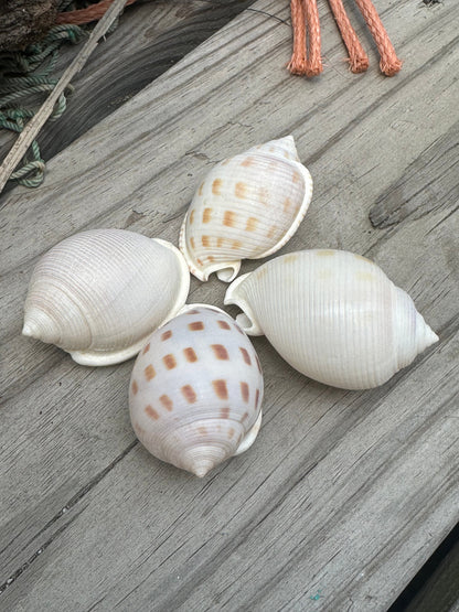 Assorted Bonnet Shell