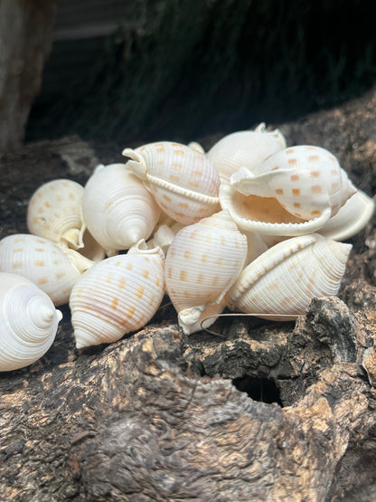 Assorted Bonnet Shell