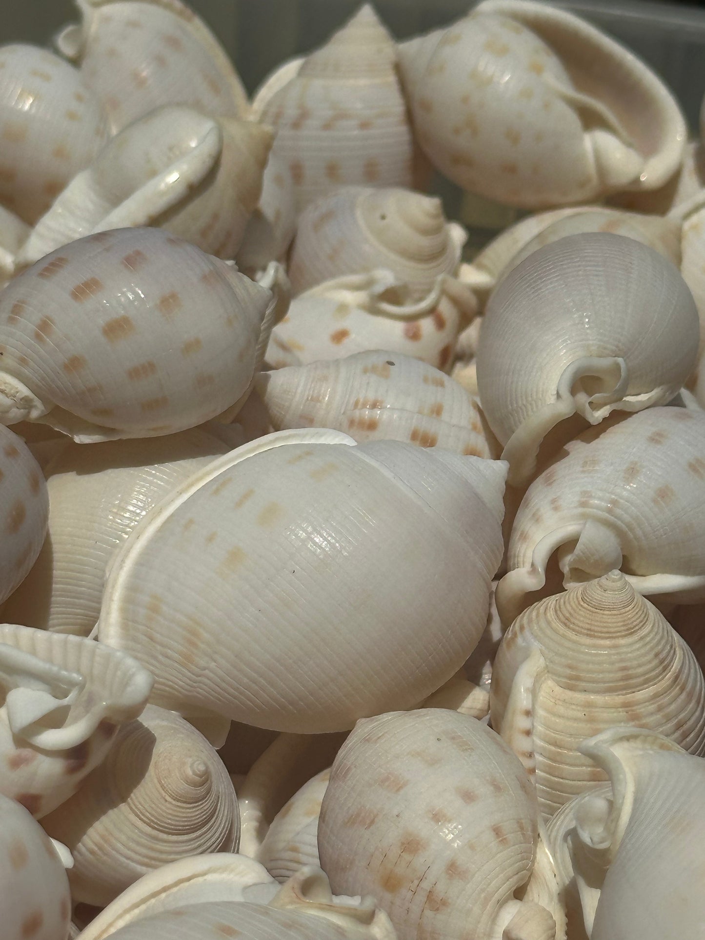 Assorted Bonnet Shell