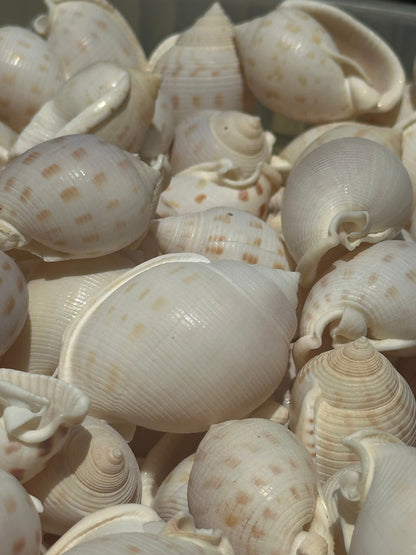 Assorted Bonnet Shell