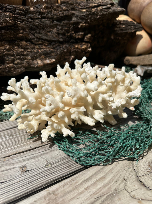 Vintage Ivory Coral - 10x7x5"