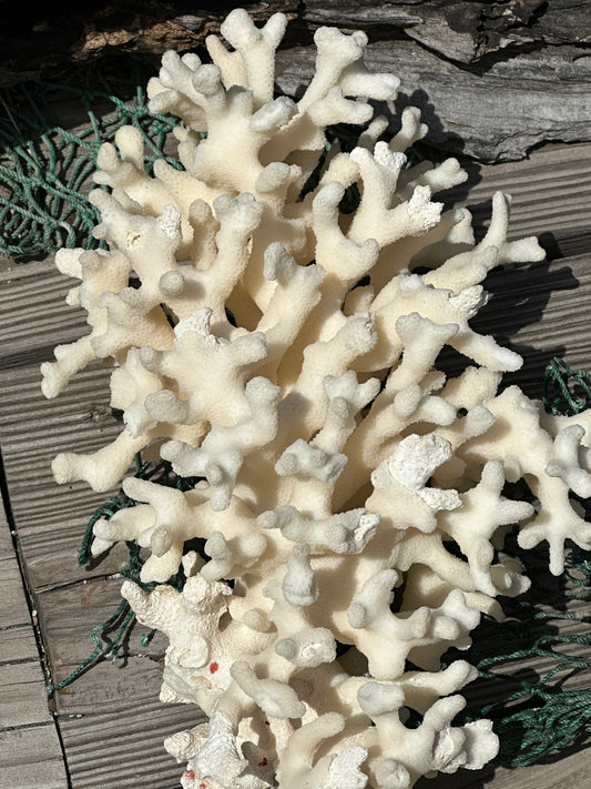 Vintage Ivory Coral - 10x7x5"