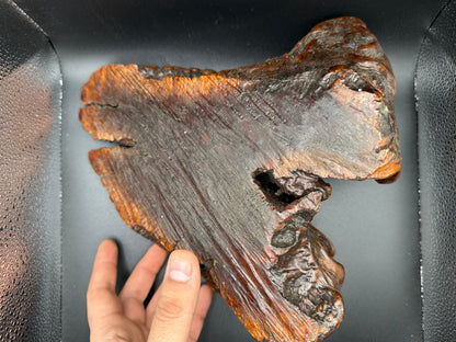 Manzanita Root Wood Burl 10x9x5"