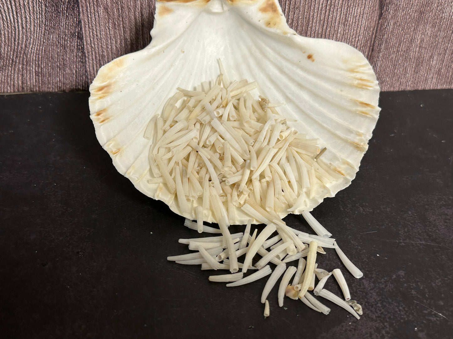 Tusk Shells- Dentalium/ White or Dyed Colorful